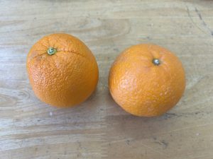 食育　オレンジの食べ比べ